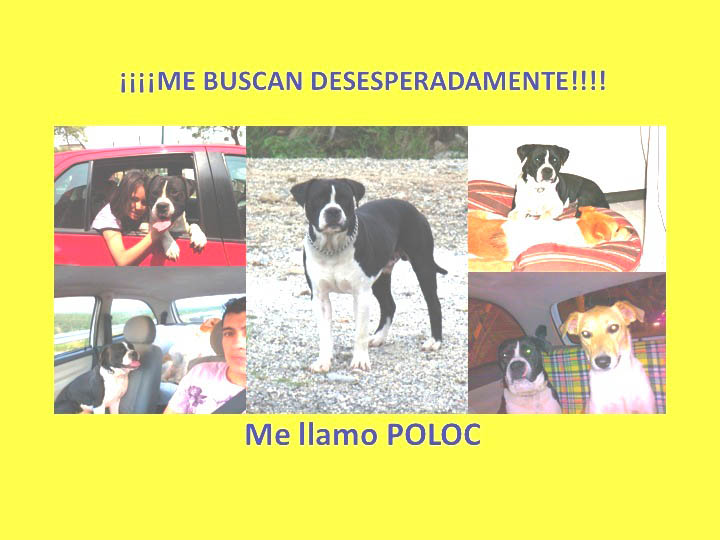 Poloc