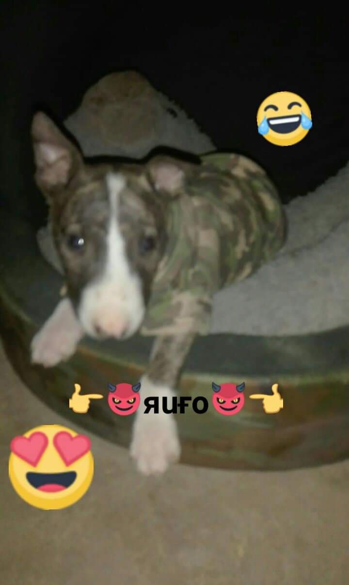 Rufo